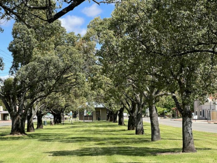 The Rock Avenue of Honour – Avenues of Honour