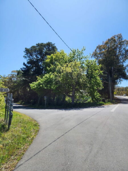 Hillwood Memorial Trees – Avenues of Honour